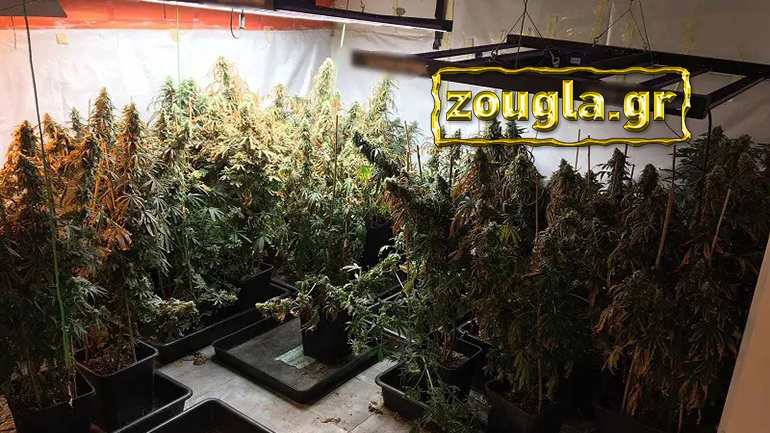 Εξαρθρώθηκε σπείρα που καλλιεργούσε κάνναβη σε βίλες – Γνωστός τραγουδιστής ανάμεσα στους πελάτες της